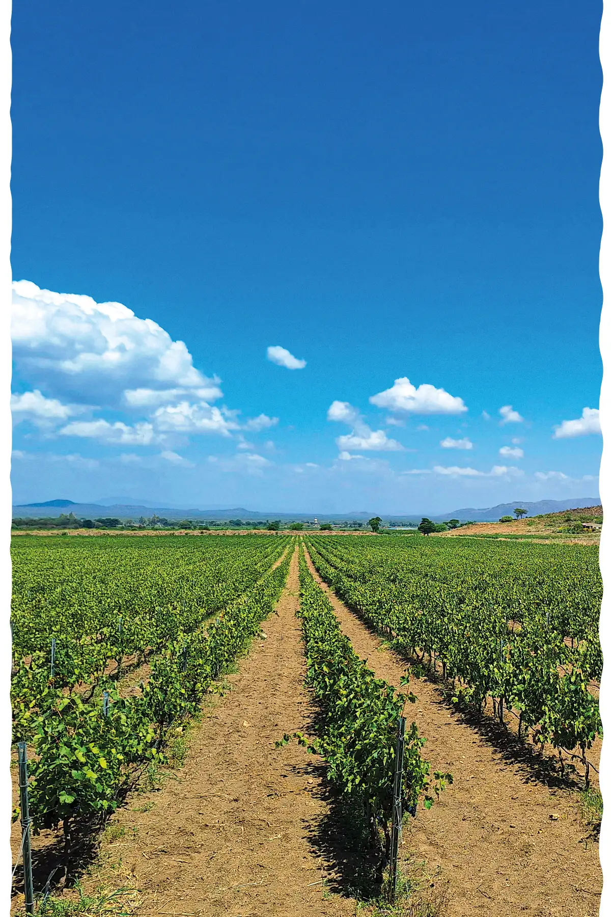 Vignobles Ethiopie