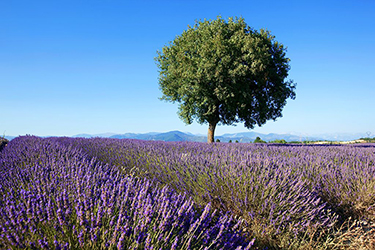 Tourisme Provence 2 Tourisme Provence 2